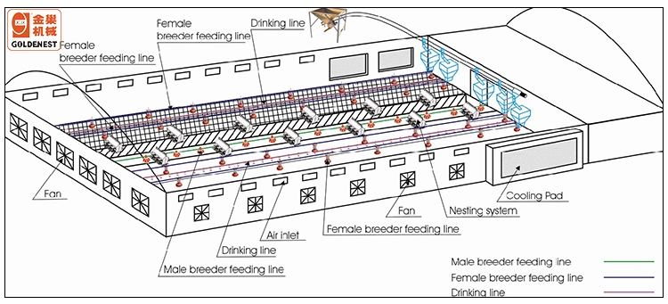 Automatic poultry Breeder equipment chain/ pan feeding system