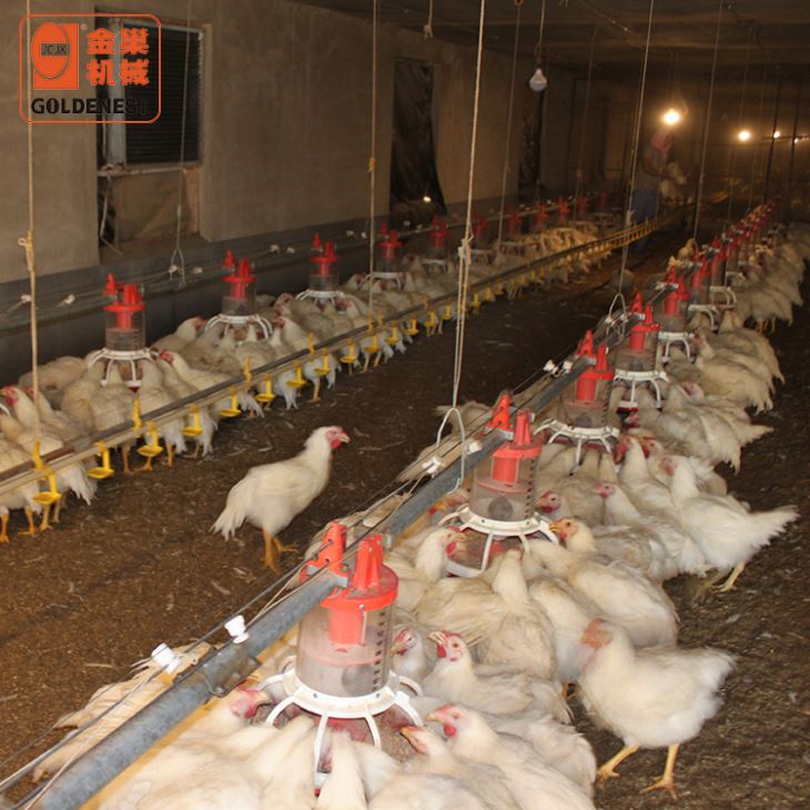 Goldenest Broiler Breeder Automatic Pan Feeding Chain Circle Open Trough Farming Equipment