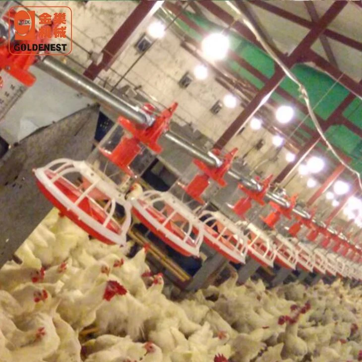 Complete Poultry Equipment Breeder Automatic Feeding System
