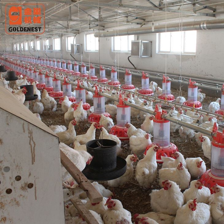 Complete Poultry Equipment Breeder Automatic Feeding System