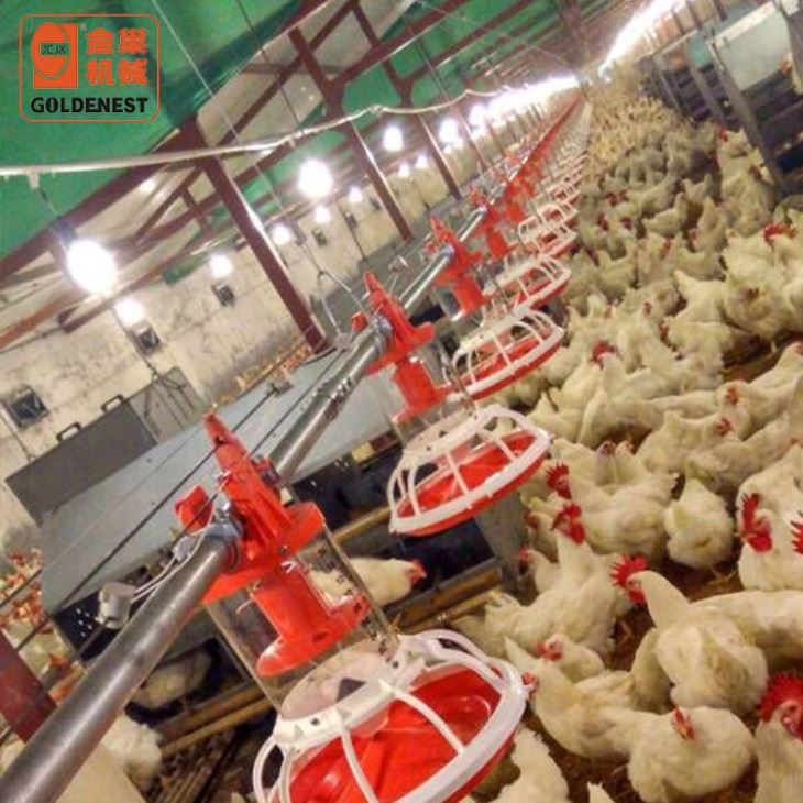Complete Poultry Equipment Breeder Automatic Feeding System